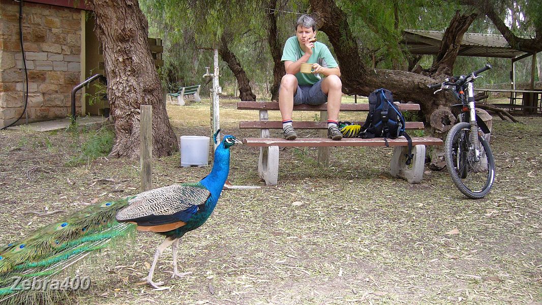 03-Morning tea with a friendly Peacock near Crystal Brook in Flinders Ranges.JPG